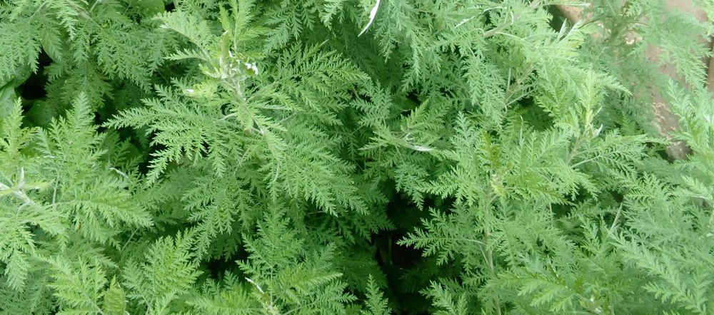 African Wormwood (Artemisia Afria) Dried Leaves - fine cut