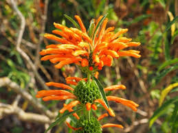WILD DAGGA - Lion's Tail Flowers