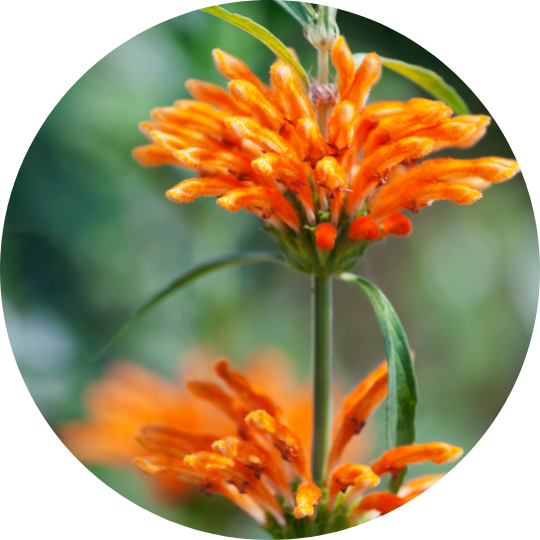 Lions Tail (Wild Dagga) Flowers